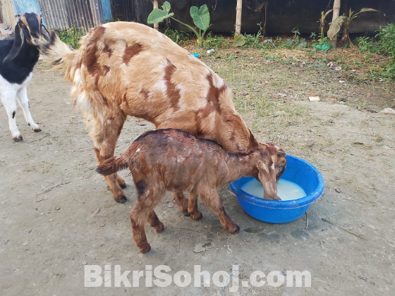 ৭টা ছাগল মা বাচ্চা সহ।